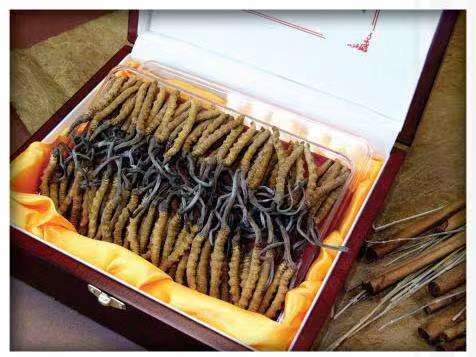 绥滨冬虫夏草回收